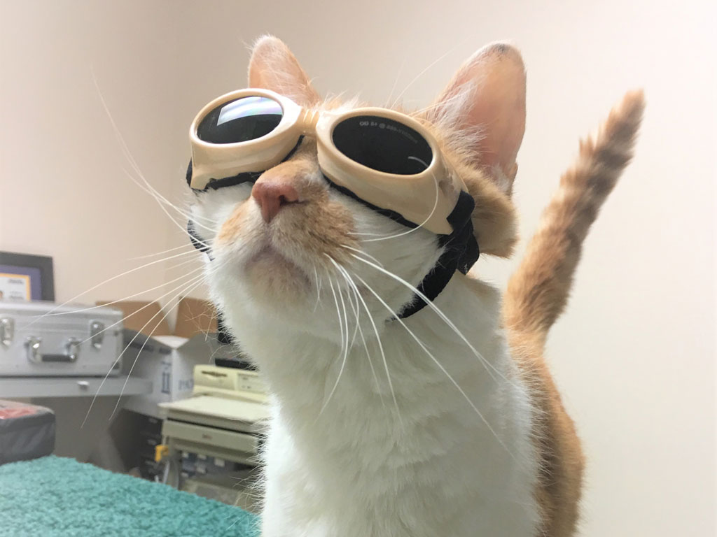 Cat ready for diagnostics session