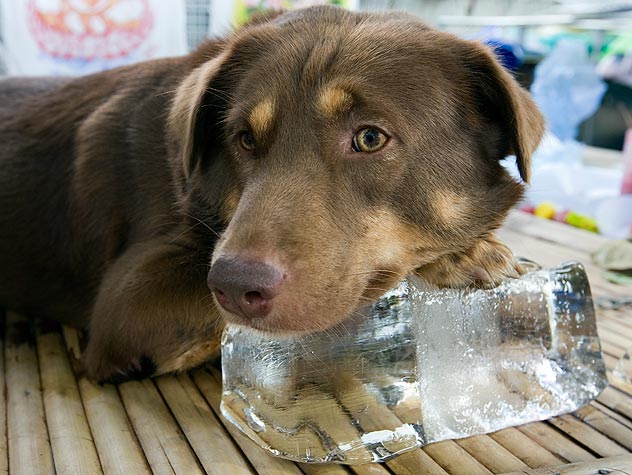how to help my dog with heat stroke