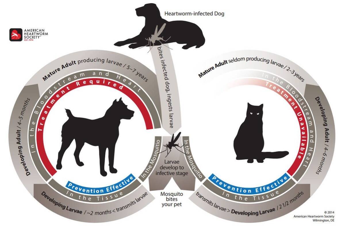 Heartworm Disease in Cats Mission Veterinary Hospital